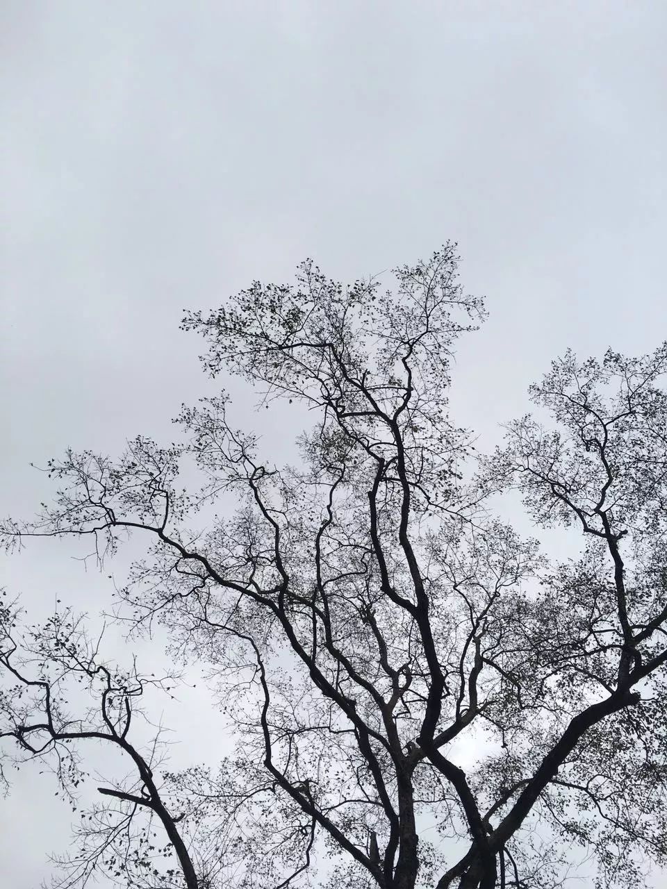 莫干山·趣舍一棵樹，置身山中與山林萬物相連