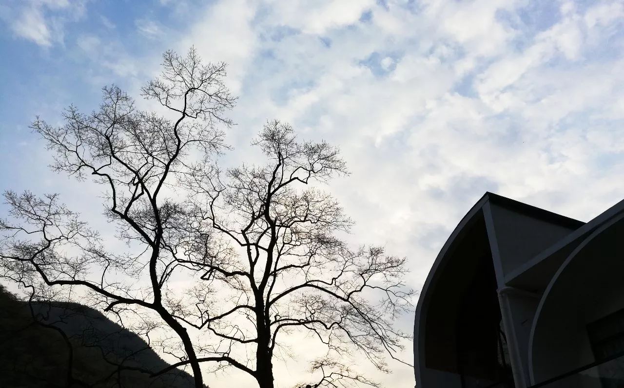 莫干山·趣舍一棵樹，置身山中與山林萬物相連