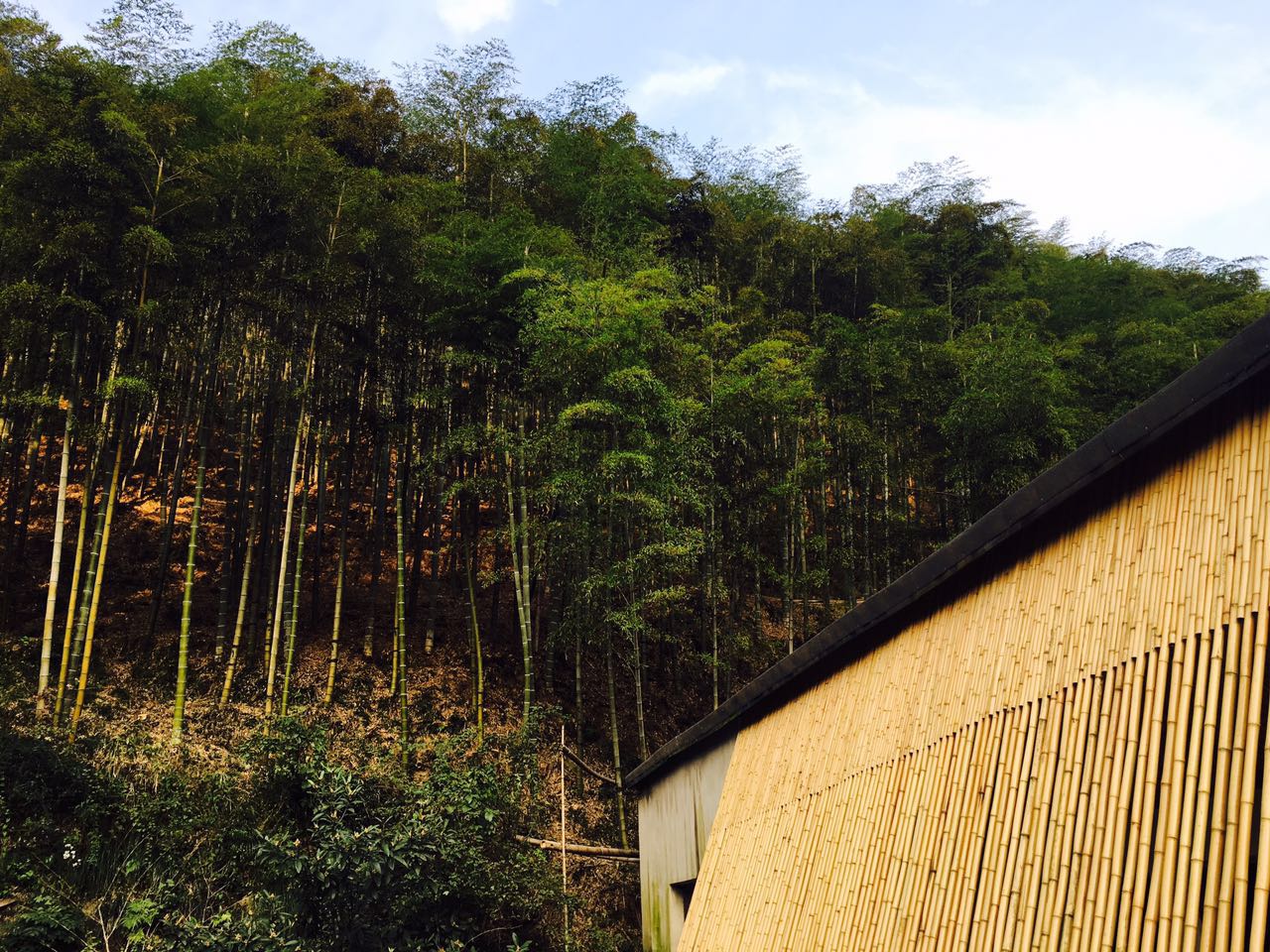 莫干山·趣舍一棵樹，置身山中與山林萬物相連