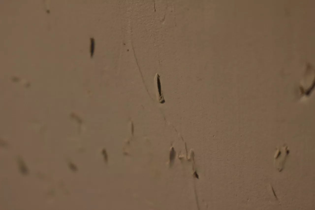 莫干山·趣舍一棵樹，置身山中與山林萬物相連