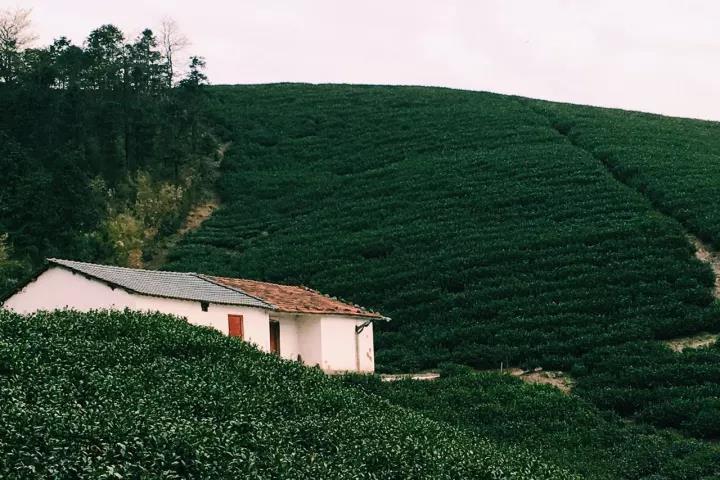 莫干山·趣舍一棵樹，置身山中與山林萬物相連