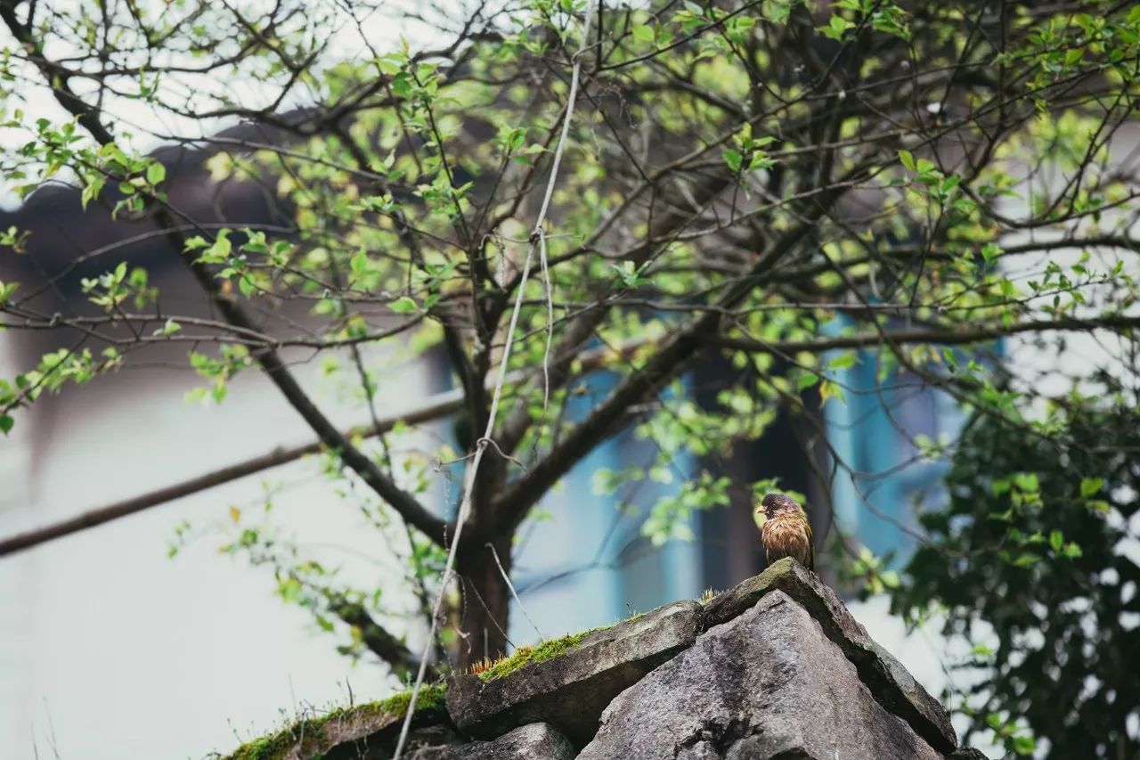 莫干山·三秋美宿，一日不見三秋盼兮