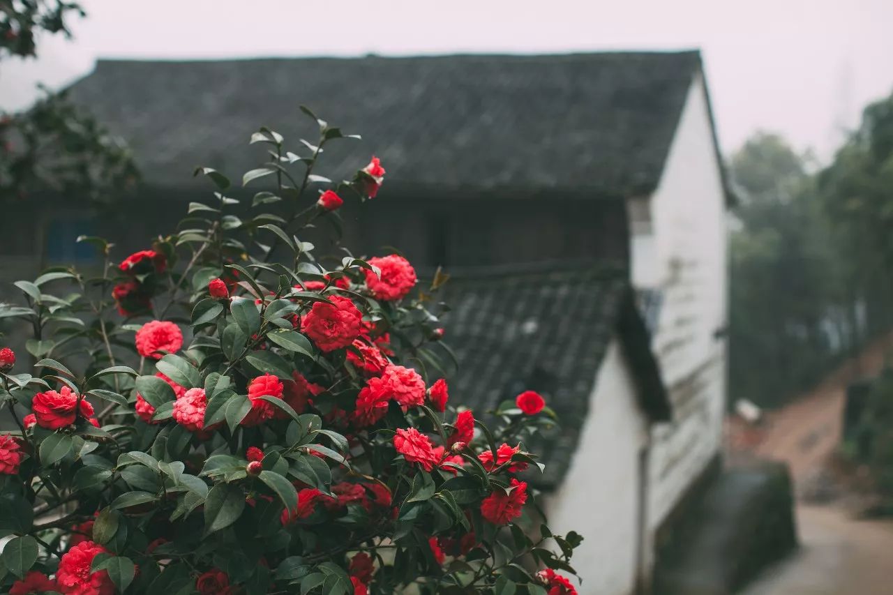 莫干山·三秋美宿，一日不見三秋盼兮