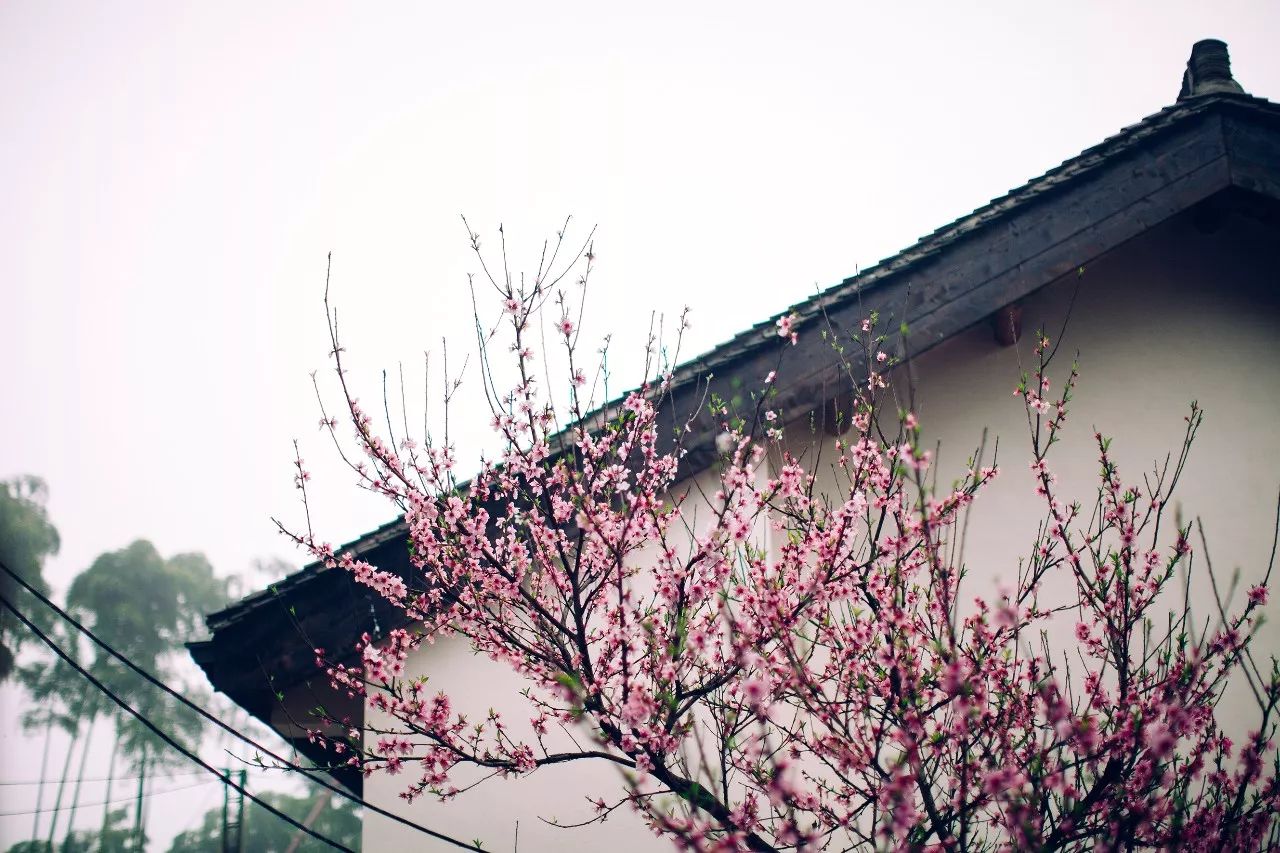 莫干山·三秋美宿，一日不見三秋盼兮