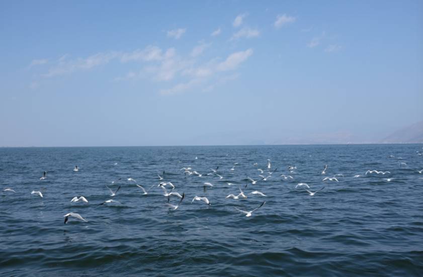 大理古城·果念，按照自己喜歡的方式活著