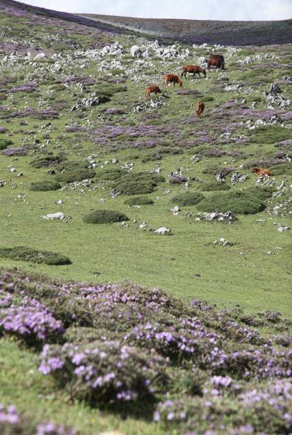 大理古城·果念，按照自己喜歡的方式活著