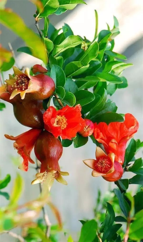 特色美食臨潼石榴，拜倒在你“石榴裙下”