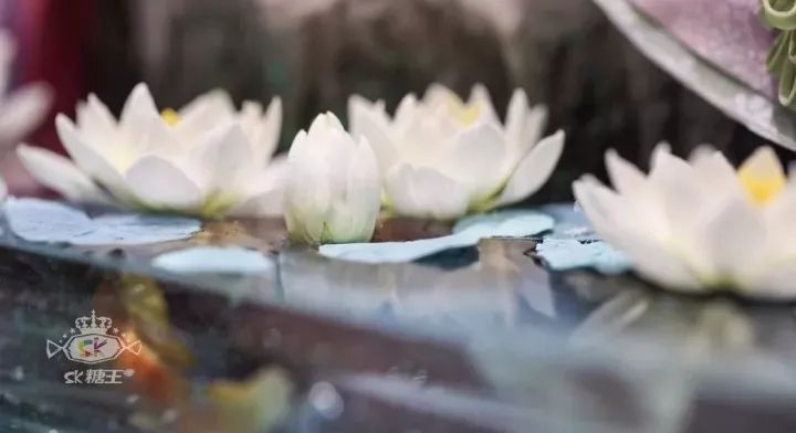 一代糖王，技術(shù)之路沒有終點不忘初心砥礪前行