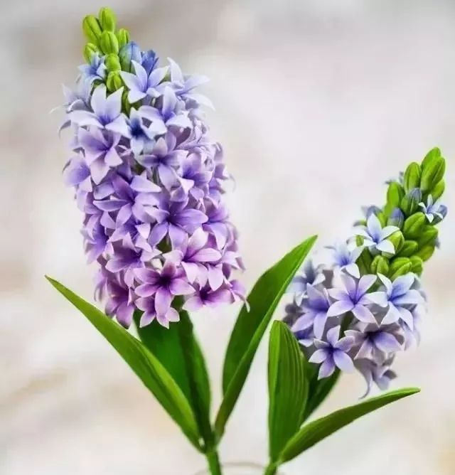 一代糖王，技術(shù)之路沒有終點不忘初心砥礪前行