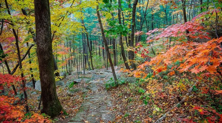 莫干山·西璞，睡進(jìn)梵高的畫里