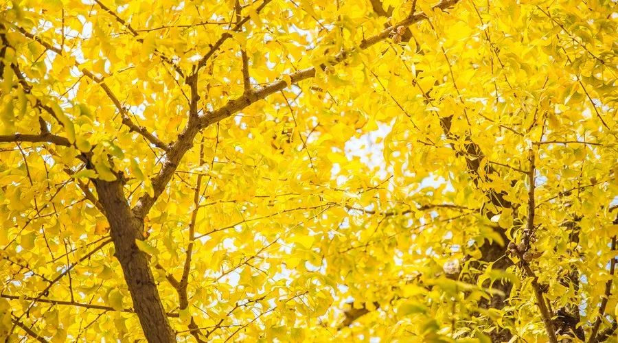 莫干山·西璞，睡進(jìn)梵高的畫里