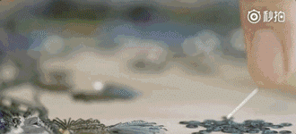 中國扇子的工藝:一名手藝人的堅(jiān)持