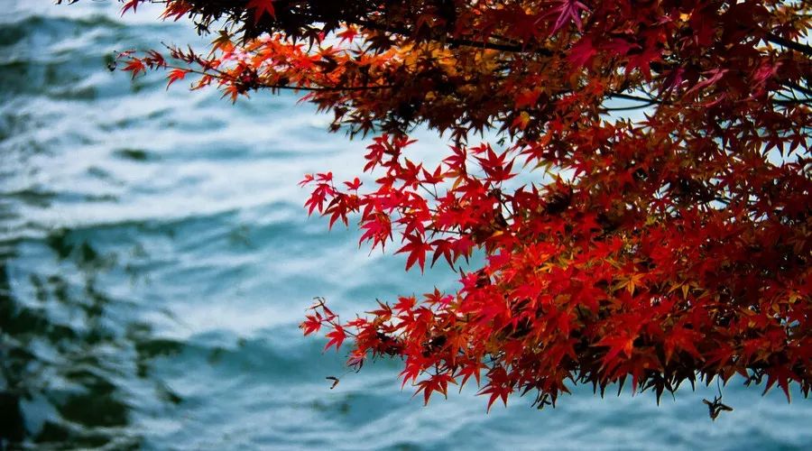 茶隱·喜在山舍，上有茶山下有九溪肆意虛度生活