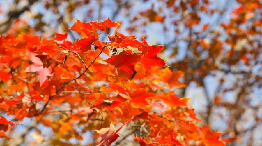 茶隱·喜在山舍，上有茶山下有九溪肆意虛度生活