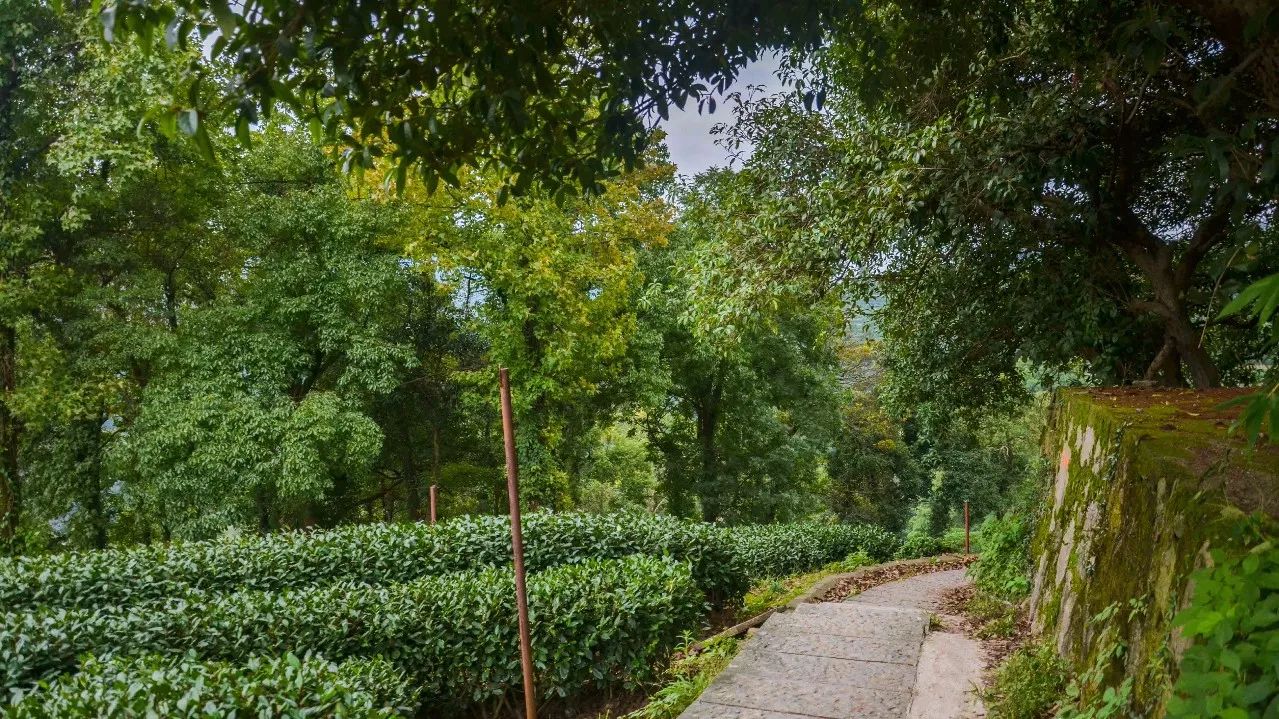 茶隱·喜在山舍，上有茶山下有九溪肆意虛度生活