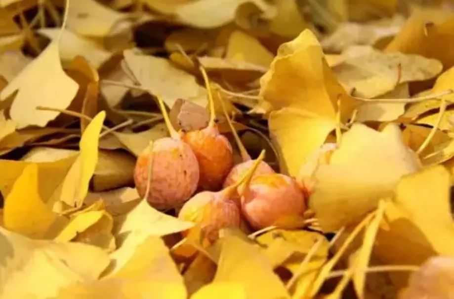 蘇州·泊悅灣，城市鄉(xiāng)村間人們何嘗不是兩棲動物