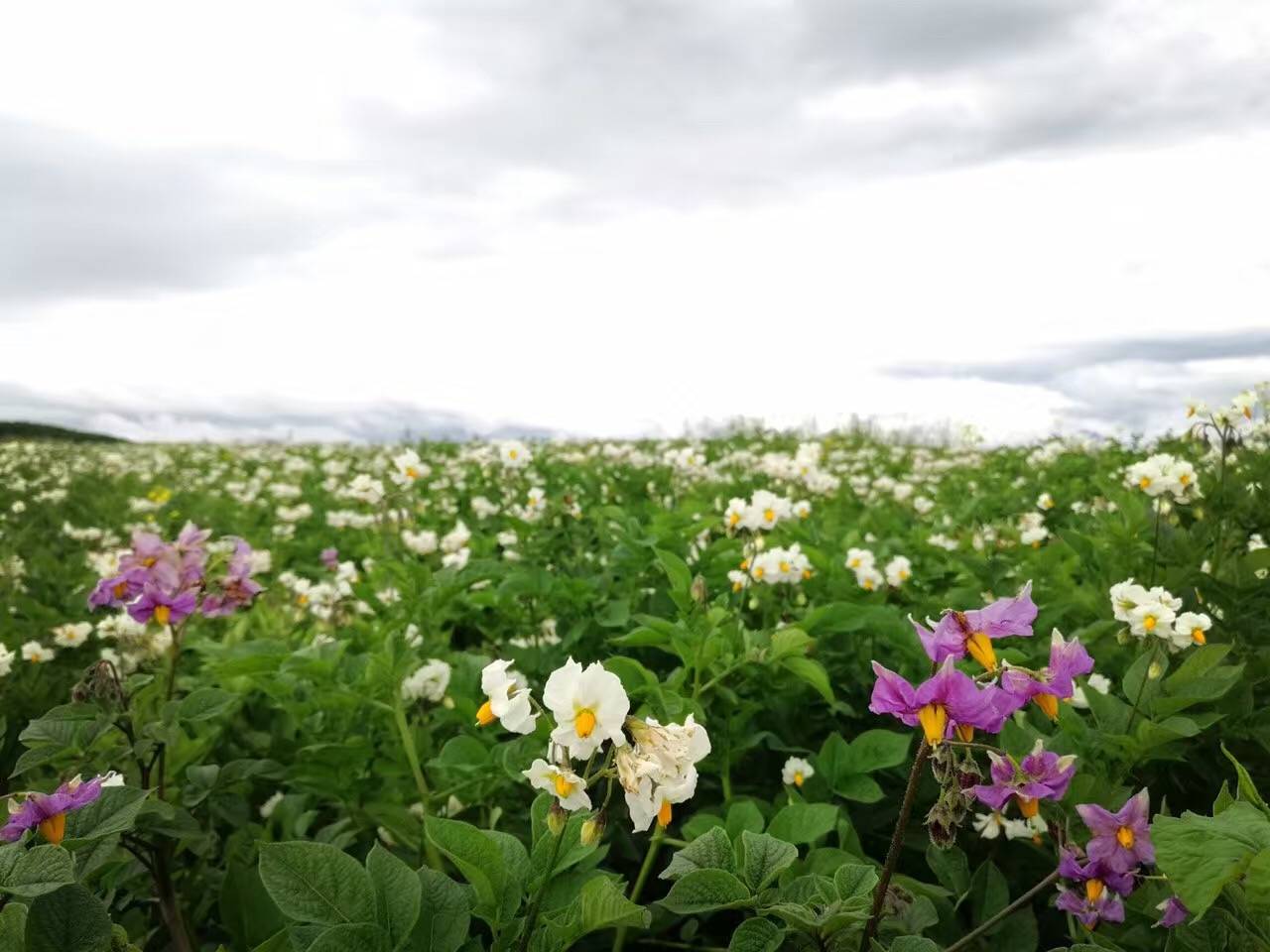 麗江束河·雲(yún)山南，相愛(ài)真的是一種奇跡