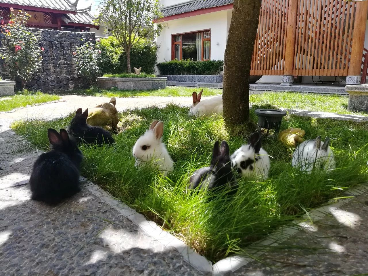 麗江束河·雲(yún)山南，相愛真的是一種奇跡