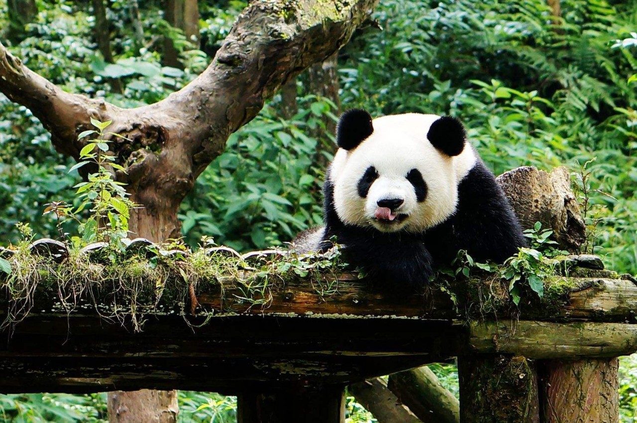 蜀中驛瓦舍旅行酒店，雅安年輕人的「老地方」