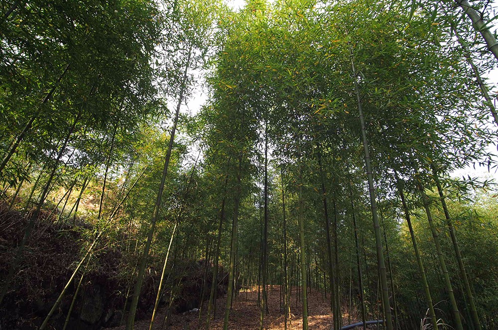 杭州·蓮社溪客，不妥協(xié)的人生才比較有趣