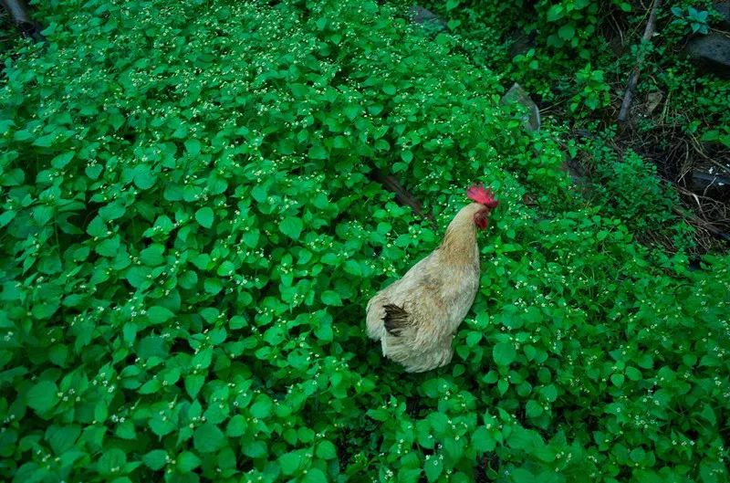杭州·菩提谷，與你一起私有群山秘境