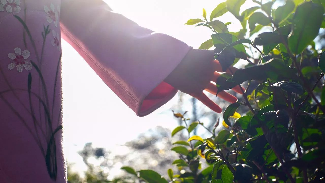 九華山·清竹里，延續(xù)和分享茶文化禪文化