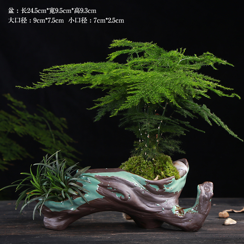 別具風(fēng)味的文竹陶瓷盆景，禪意小和尚盆景圖片