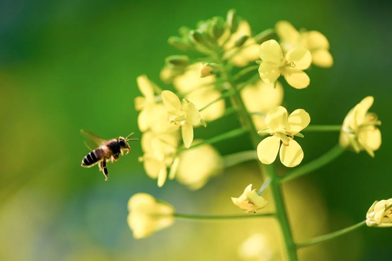 民俗驚蟄含義:驚蟄時(shí)節(jié)春雷一響萬物長(zhǎng)