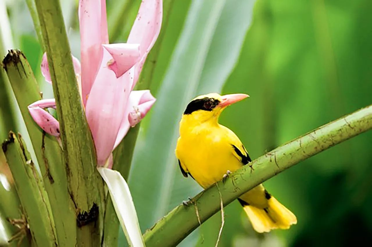 民俗驚蟄含義:驚蟄時(shí)節(jié)春雷一響萬物長(zhǎng)