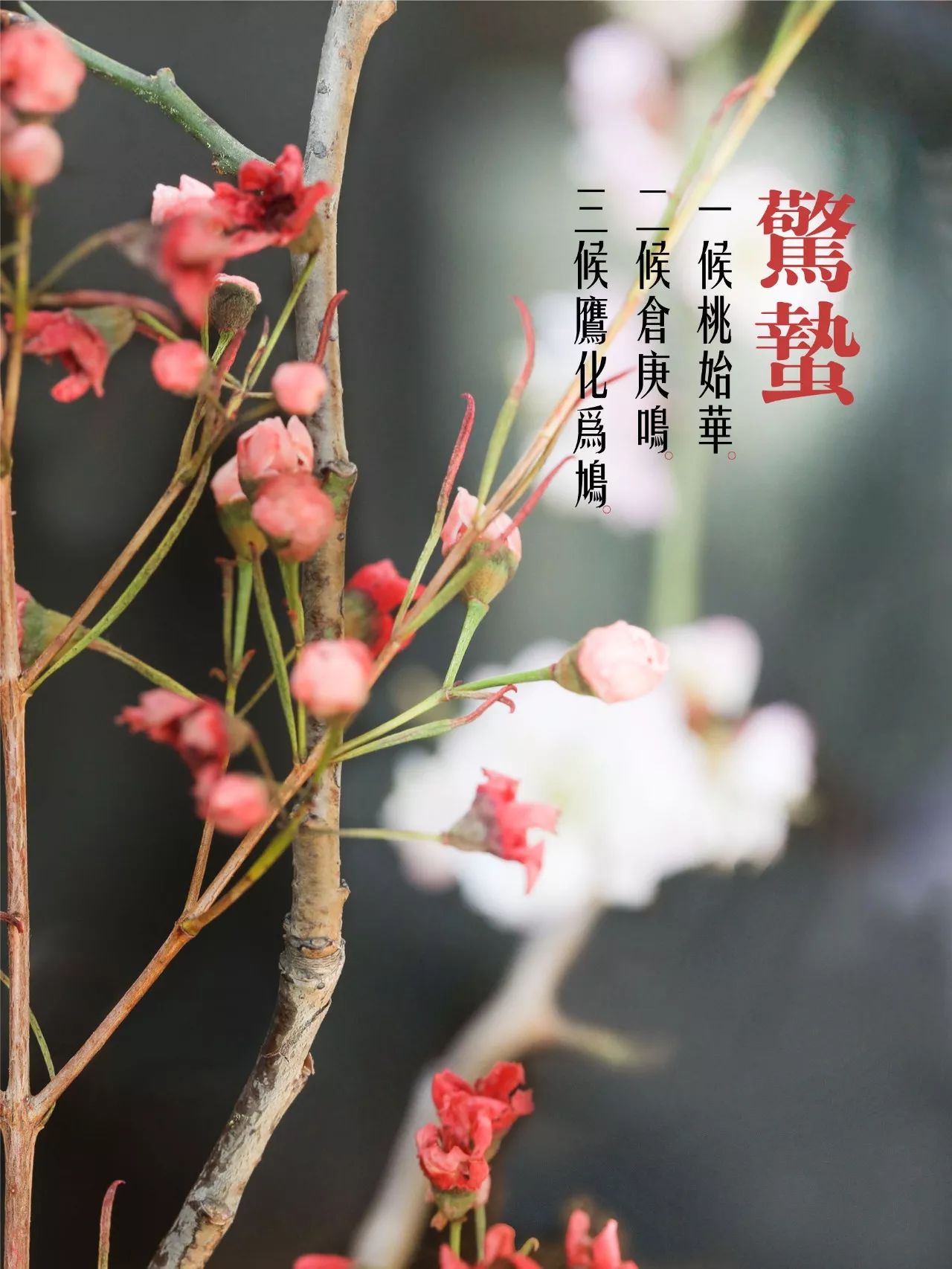 民俗驚蟄含義:驚蟄時(shí)節(jié)春雷一響萬物長(zhǎng)