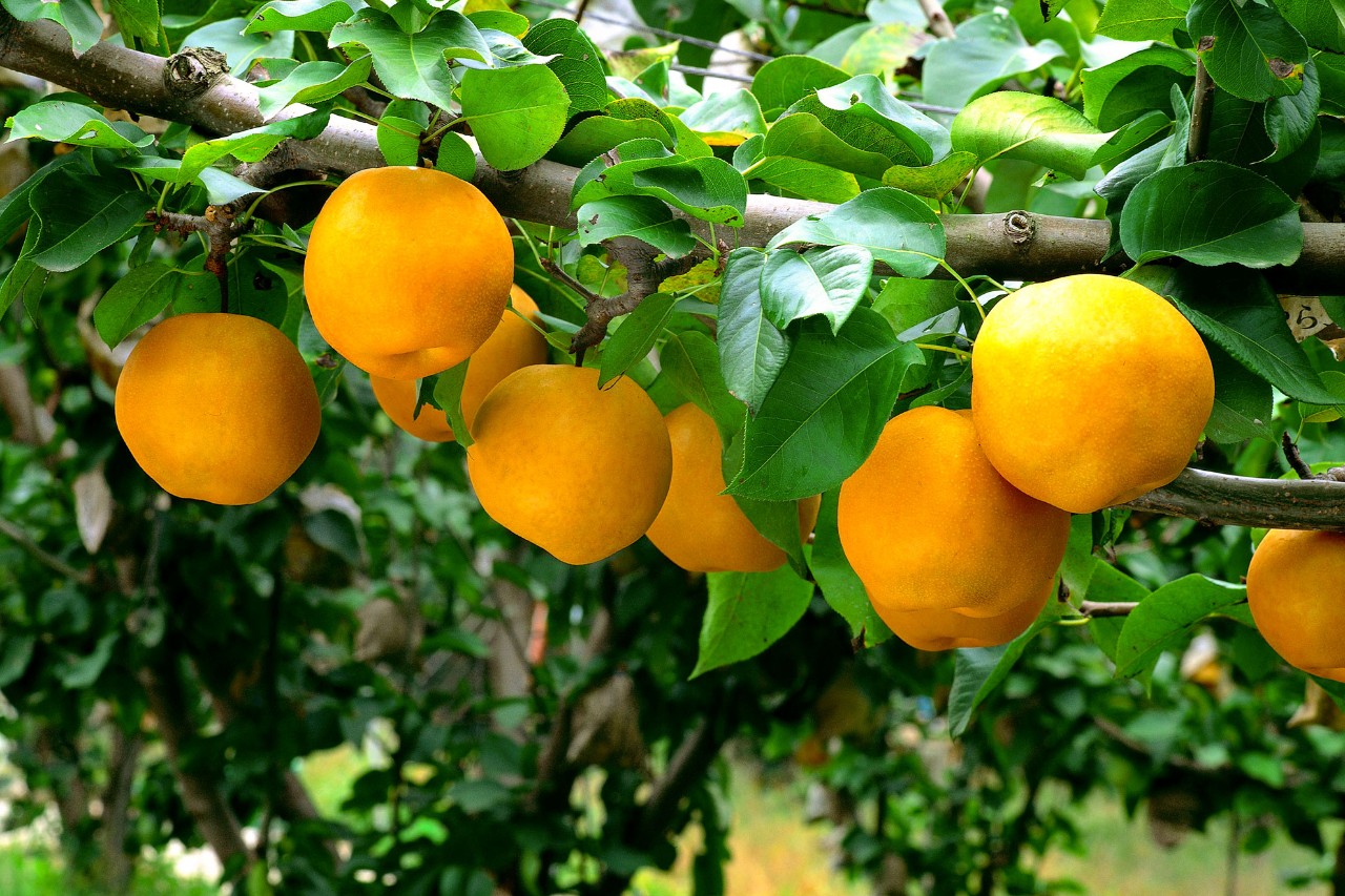 民俗驚蟄含義：驚蟄時節(jié)春雷一響萬物長