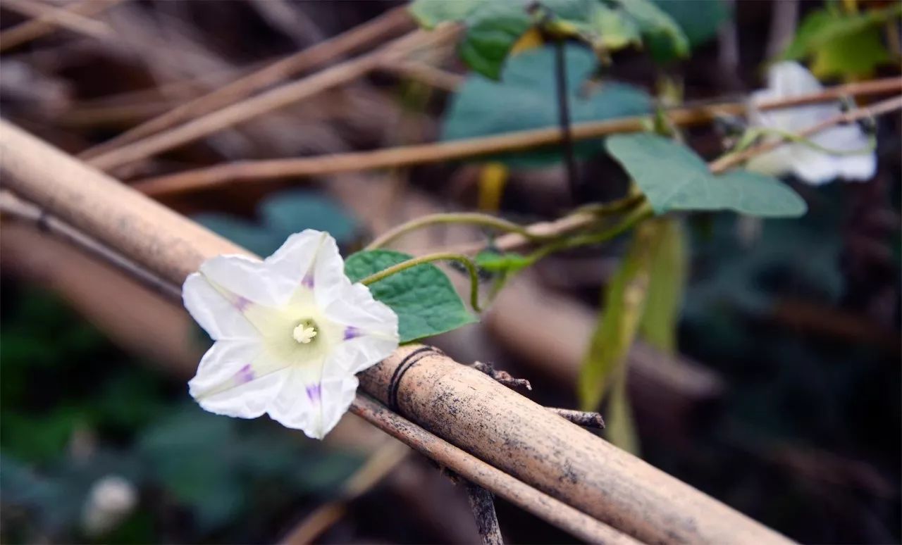 中香界·上海別院，萬水千山總是情！