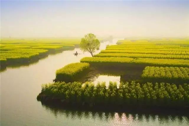 美到窒息的中國最美油菜花海，邂逅花海風(fēng)景！