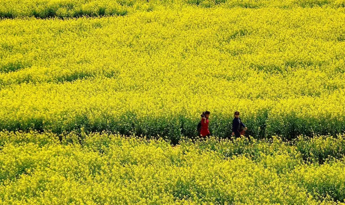 美到窒息的中國(guó)最美油菜花海，邂逅花海風(fēng)景！