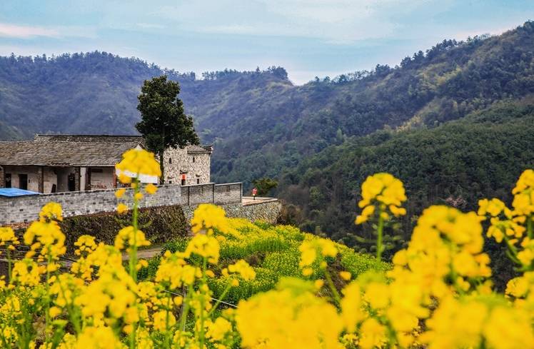 美到窒息的中國最美油菜花海，邂逅花海風(fēng)景！