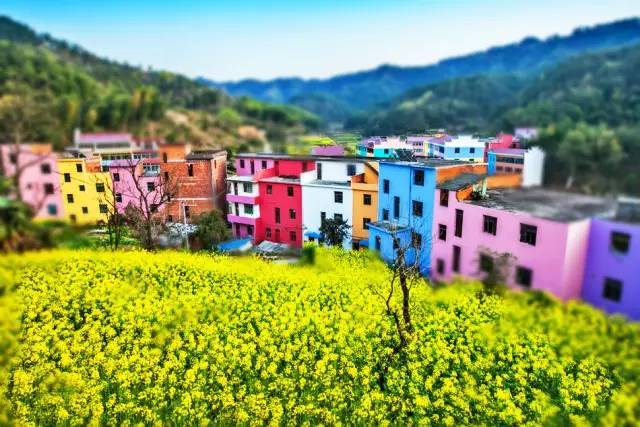 美到窒息的中國最美油菜花海，邂逅花海風(fēng)景！