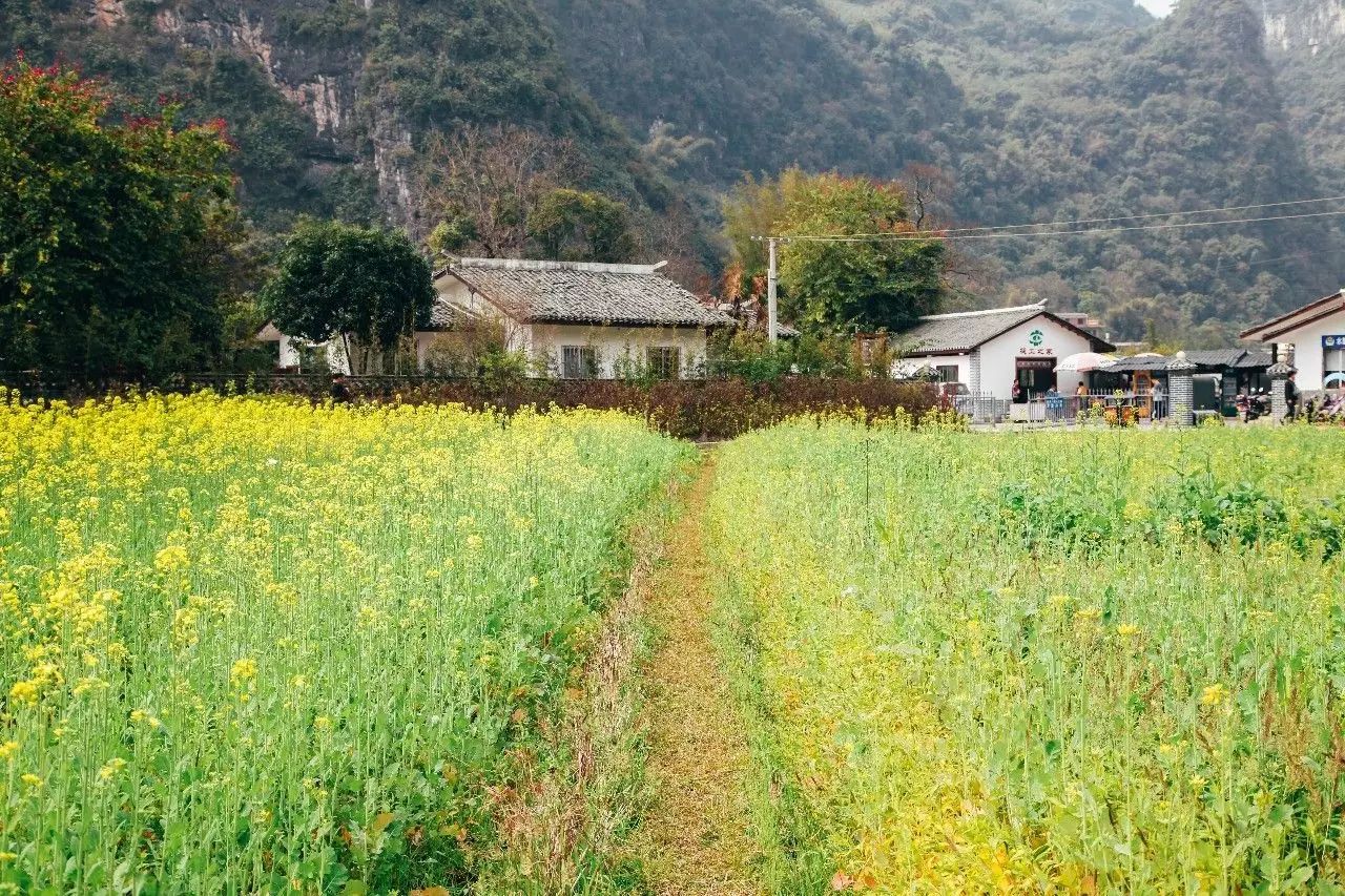 美到窒息的中國最美油菜花海，邂逅花海風景！
