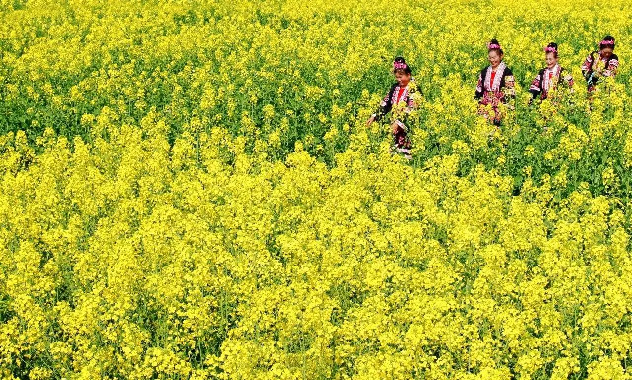 美到窒息的中國最美油菜花海，邂逅花海風(fēng)景！