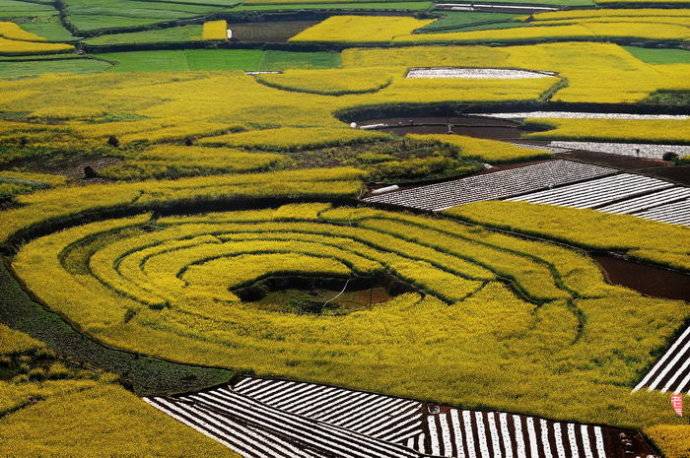美到窒息的中國(guó)最美油菜花海，邂逅花海風(fēng)景！