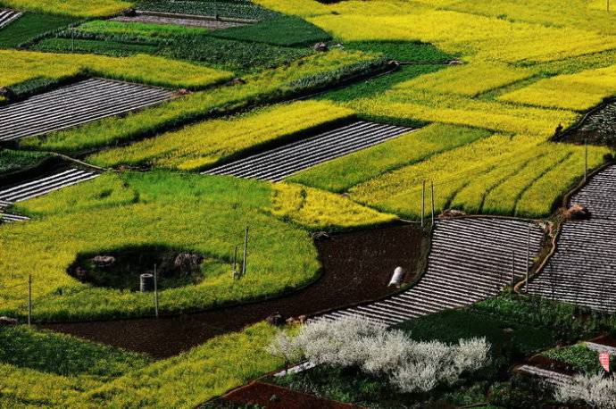 美到窒息的中國(guó)最美油菜花海，邂逅花海風(fēng)景！