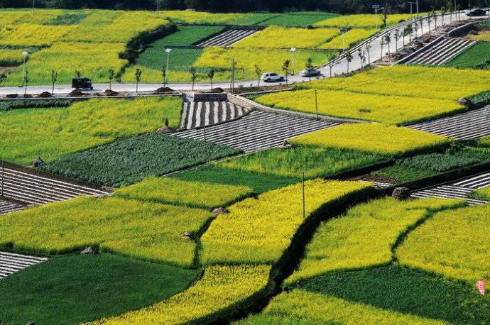 美到窒息的中國(guó)最美油菜花海，邂逅花海風(fēng)景！