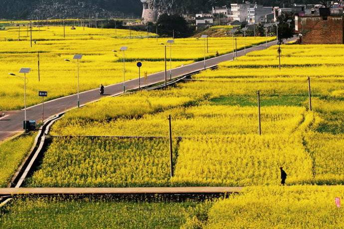 美到窒息的中國(guó)最美油菜花海，邂逅花海風(fēng)景！