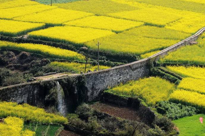 美到窒息的中國(guó)最美油菜花海，邂逅花海風(fēng)景！
