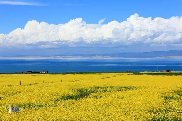 美到窒息的中國最美油菜花海，邂逅花海風(fēng)景！