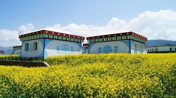 美到窒息的中國最美油菜花海，邂逅花海風(fēng)景！