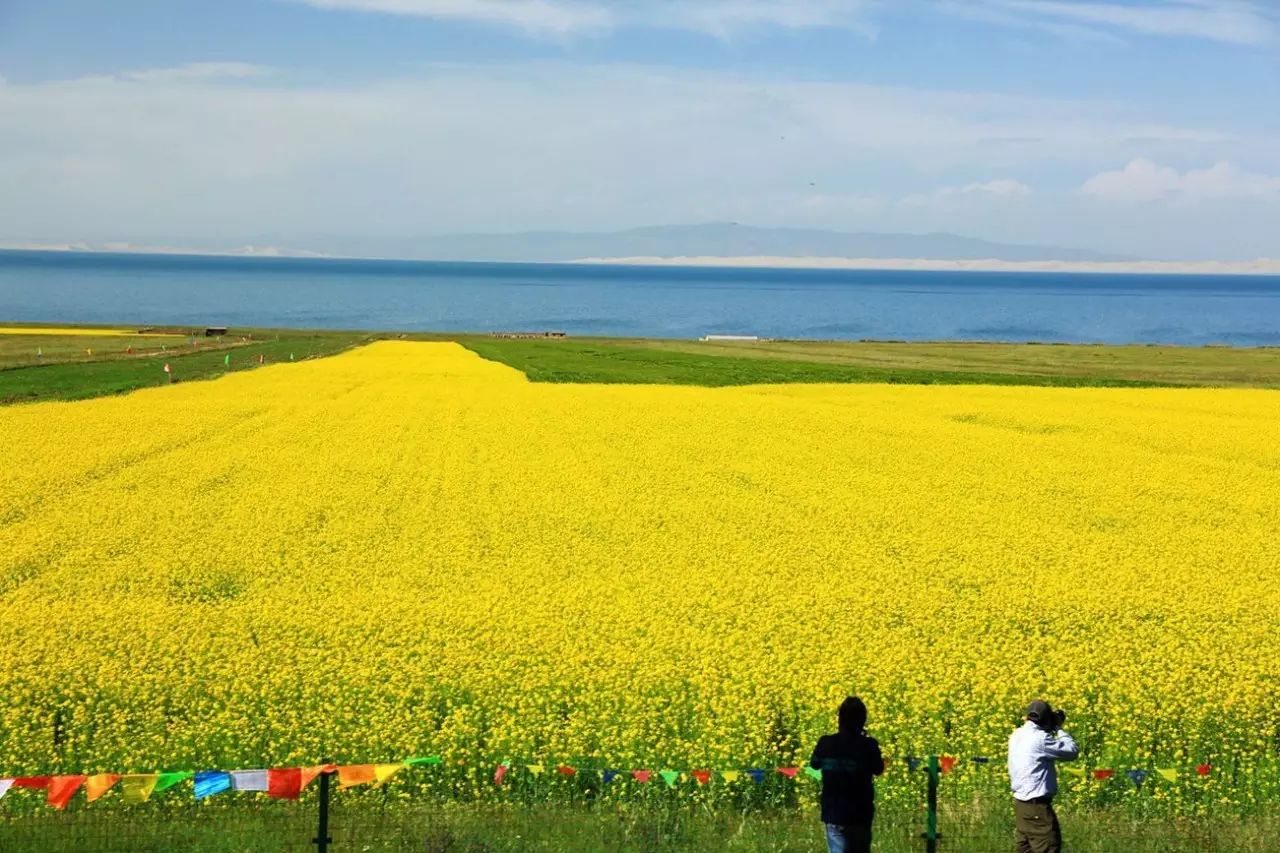 美到窒息的中國最美油菜花海，邂逅花海風(fēng)景！