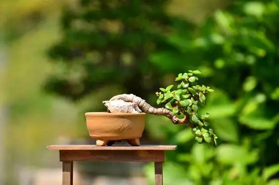 花香滿溢，唯美花藝設(shè)計(jì)！