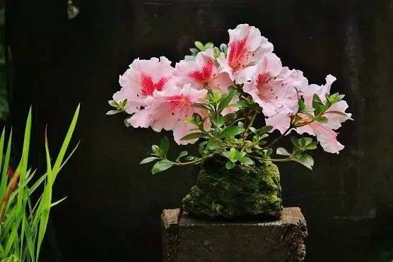 花香滿溢，唯美花藝設(shè)計(jì)！