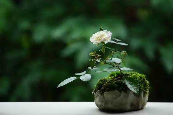 花香滿溢，唯美花藝設(shè)計！