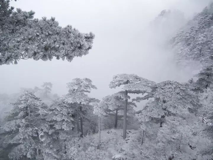 雪后黃山風(fēng)景宛如人間仙境，舞一曲雪中霓裳羽